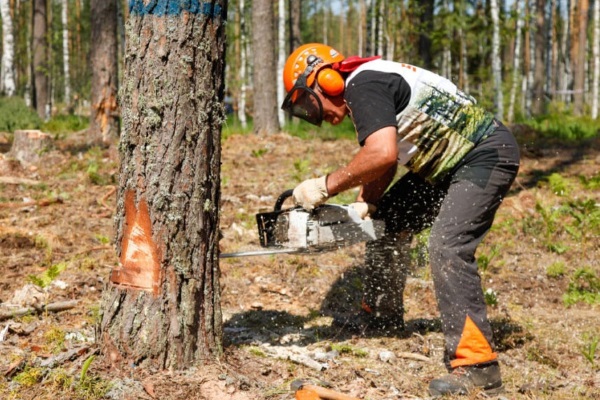 Вальщик леса